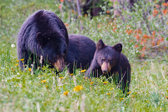 Cub