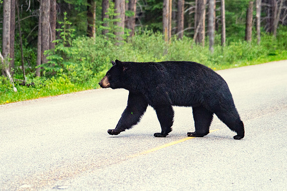 Black Bear