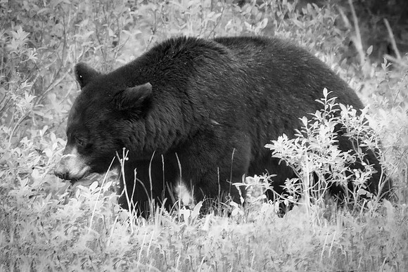 Black Bear