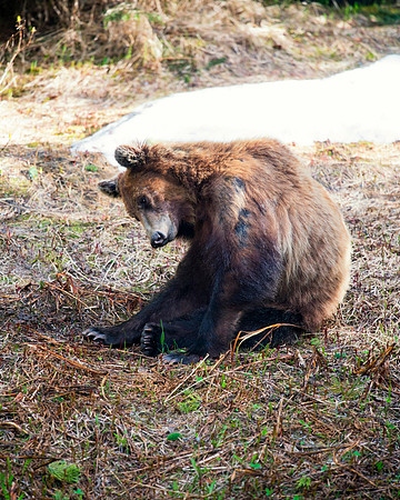 Grizzly
