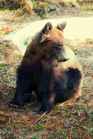 Grizzly