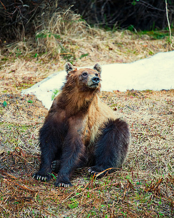 Grizzly