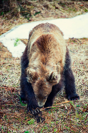 Grizzly