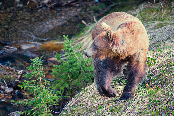 Grizzly