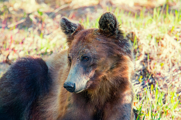 Grizzly