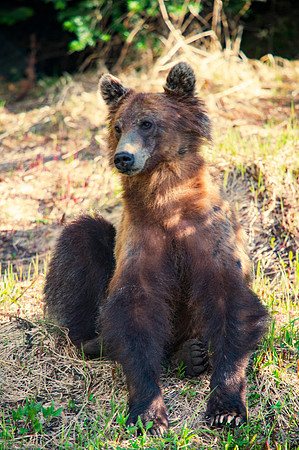 Grizzly