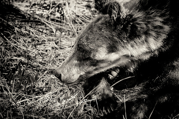 Grizzly