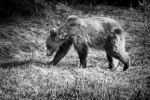 Grizzly