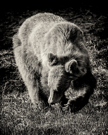 Grizzly