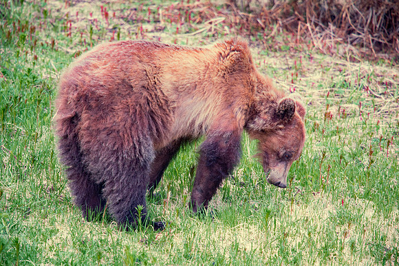 Grizzly