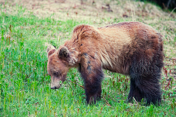 Grizzly