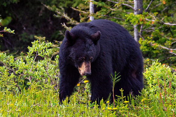 Black Bear