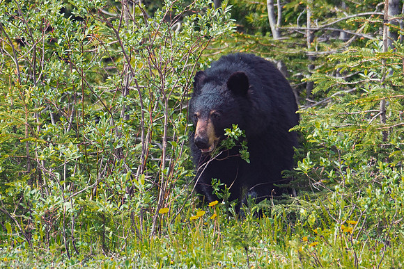 Black Bear