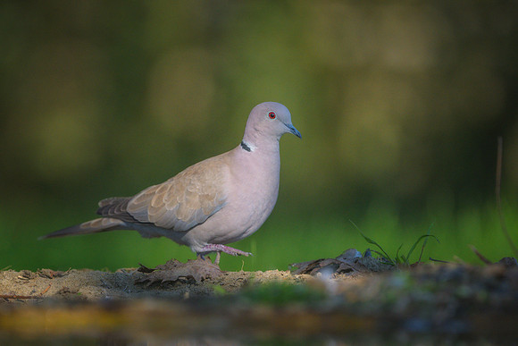 Eurasian Collared Dove