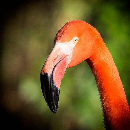 bird, details, flamingo, migration, peak, pink, pond, portrait, sea, swamp, colors, wings, feathers, details, structure, zoo, Nikon, Bertazzoni