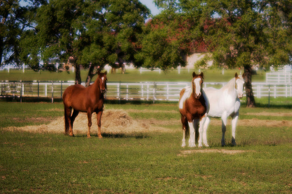 magic, horses, colors, fields, pastures, prairie, Nikon, Bertazzoni, hoofs, jumping, speed, "far west", mustang, AQHA, APHA, ApHC,