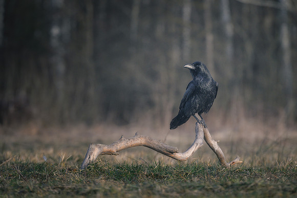European Common Raven