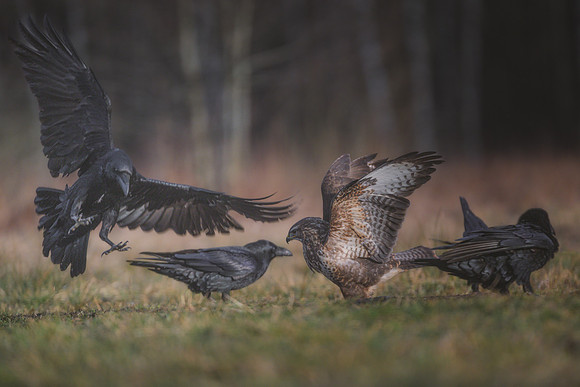 European Common Raven