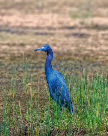 Black Heron
