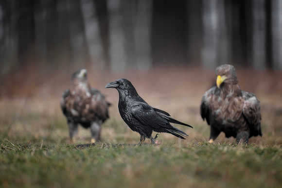 European Common Raven