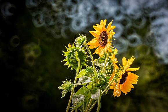 Sunflowers