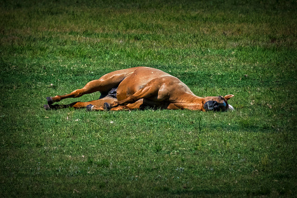 Sleeping Horse
