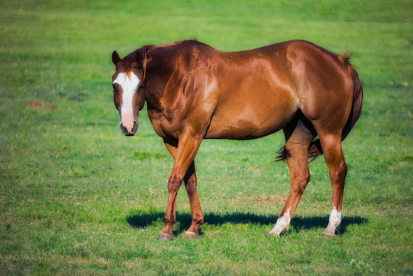 Quarter Horse