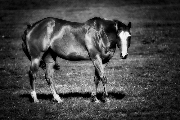 Quarter Horse