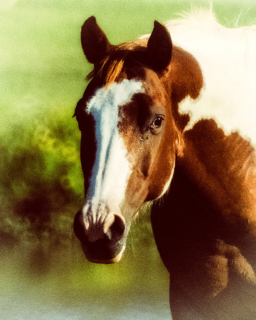 Paint Horse