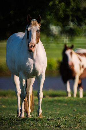 Paint Horse