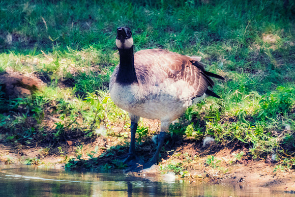 Bertazzoni, Nikon, beaks, colors, cooking, feathers, flying, food, geese, lakes, migration, nature, ponds, swamps, "wild geese", wings, wings