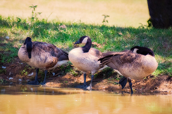 Bertazzoni, Nikon, beaks, colors, cooking, feathers, flying, food, geese, lakes, migration, nature, ponds, swamps, "wild geese", wings, wings
