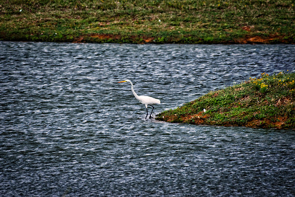 Bertazzoni, Jamaica, Nikon, artistic, beak, colors, feathers, fishing, "flying egret", heron, legs, migration, nature, nesting, panning, parade, pond, safari, swamp, "white egret"