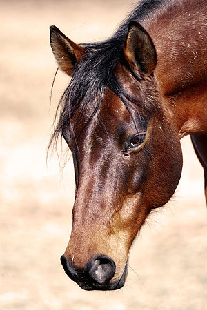 "powerful horse",Bertazzoni, Indians, Nikon, Texas, apha, boys, burro, colors, "cow boys", donkey, "far west", herd, horse, mustang, pack, paint, pioneers, portrait, prairie, riding, saddle, scenic, s