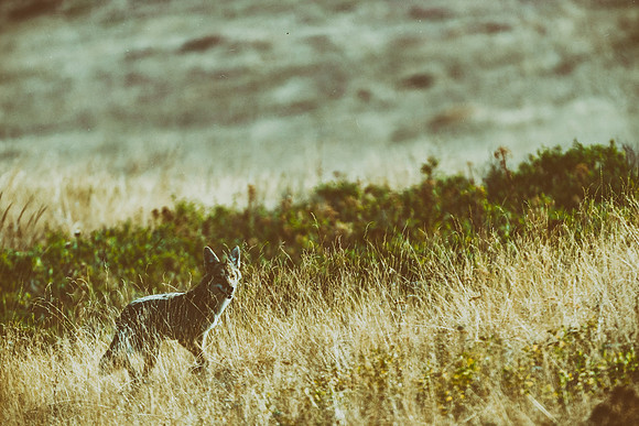 Africa, Bertazzoni, Nikon, Texas, USA, coyote, guarding, predator, "running coyote", scavengers, wildlife