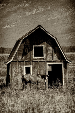 Bertazzoni, Indians, Nikon, Texas, apha, boys, bridles, burro, colors, "cow boys", donkey, "far west", halter, harness, herd, hoofs, horse, mustang, pack, paint, pioneers, portrait, "powerful horse",