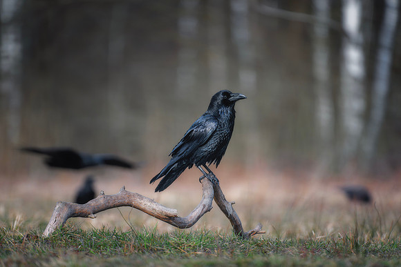 European Common Raven