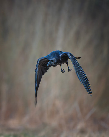European Common Raven