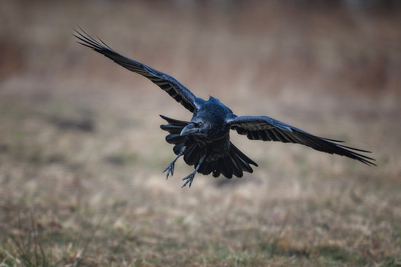 European Common Raven