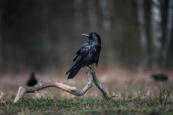 European Common Raven