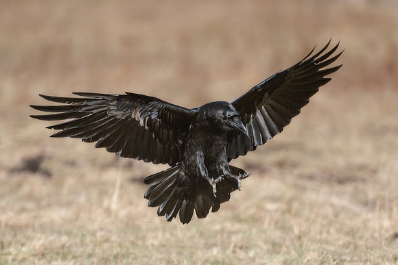 European Common Raven