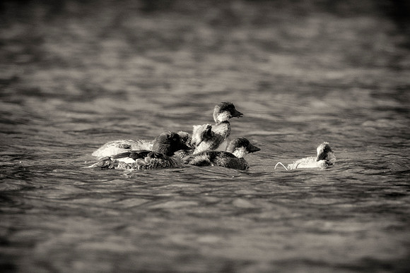 Bertazzoni, "Canadian Geese", Nikon, Texas, beak, colors, cooking, feathers, flying, food, geese, lakes, migration, nature, ponds, swamps, wings