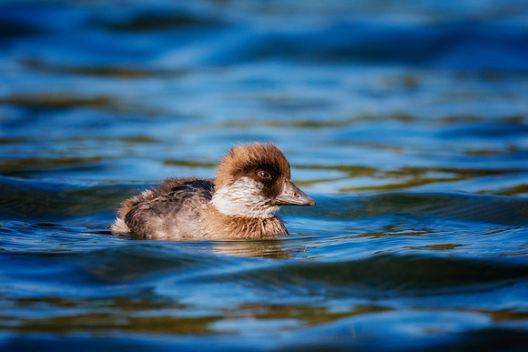 Goldeneye Duck