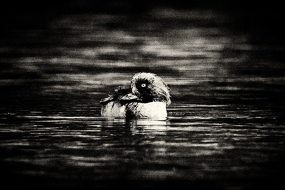 Goldeneye Duck