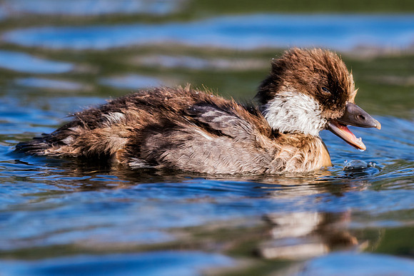 Goldeneye Duck