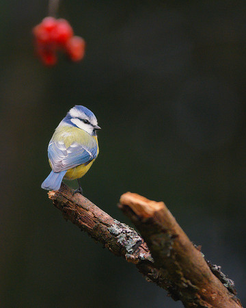 Blue Tit