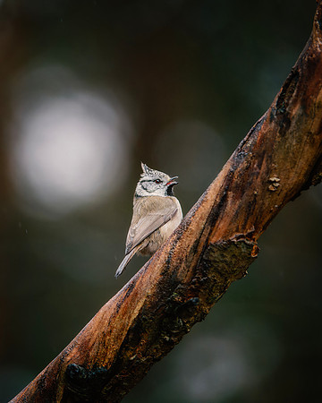 Crested Tit