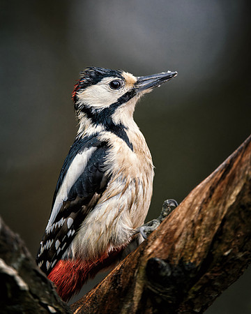 Great Spotted Woodpecker