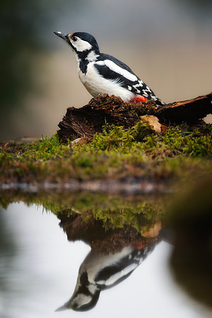 Great Spotted Woodpecker