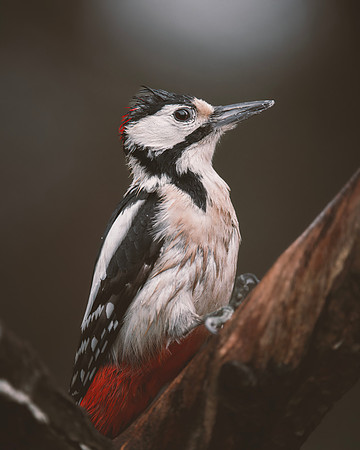 Great Spotted Woodpecker